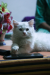 Persian pet kitten